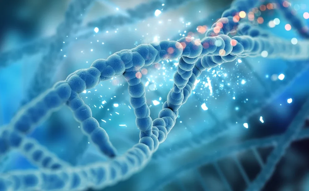 Ausência de proteína no óvulo eleva mutações e compromete embriões